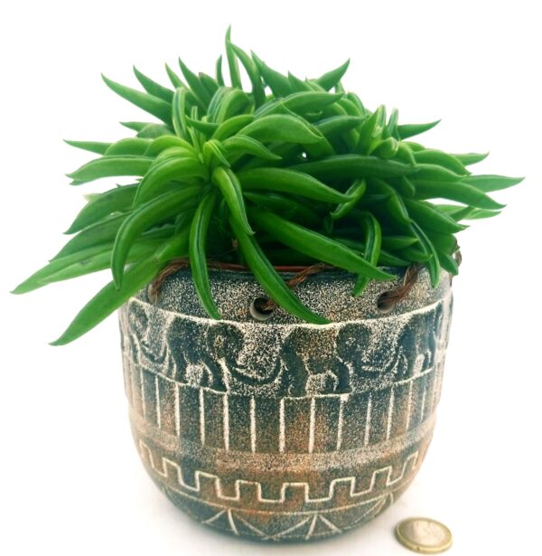 POWERS TO FLOWERS - PEPEROMIA HAPPY BEAN, IN VASO CERAMICA AFRICA, VASO 13CM, pianta vera