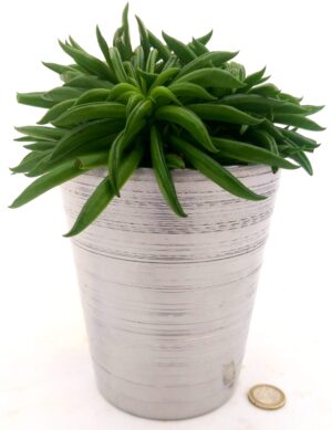 POWERS TO FLOWERS - PEPEROMIA HAPPY BEAN, IN VASO CERAMICA ARGENTO, VASO 13CM, pianta vera