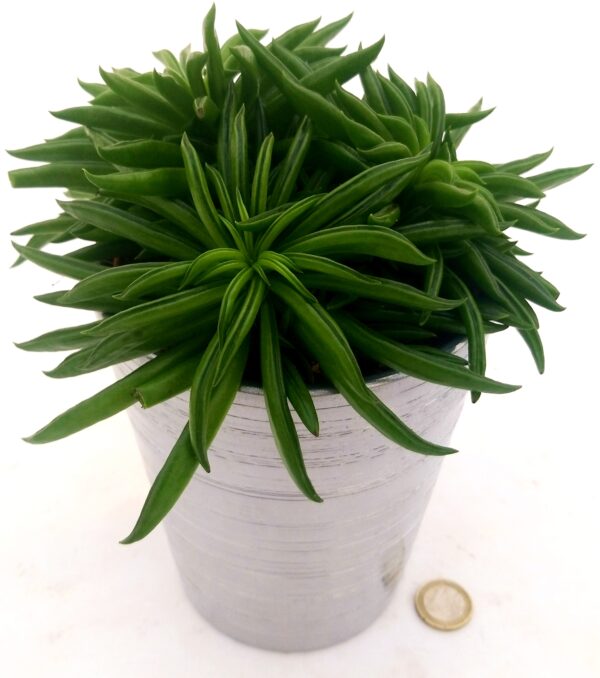 POWERS TO FLOWERS - PEPEROMIA HAPPY BEAN, IN VASO CERAMICA ARGENTO, VASO 13CM, pianta vera - immagine 2