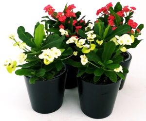 POWERS TO FLOWERS - EUPHORBIA VULCANA 2 PIANTE ROSSE e 2 PIANTE BIANCHE, piante vere
