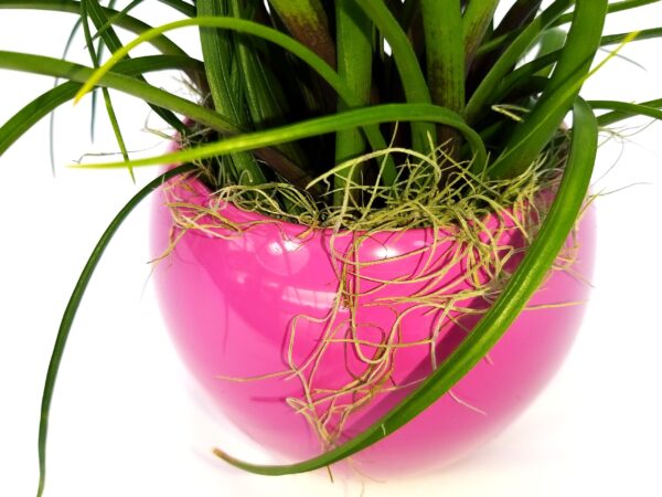 POWERS TO FLOWERS - TILLANDSIA CYANEA TRIPLA IN VASO CERAMICA FUCSIA SFERICO, pianta vera - immagine 3