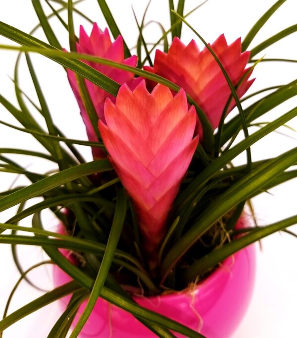 POWERS TO FLOWERS - TILLANDSIA CYANEA TRIPLA IN VASO CERAMICA FUCSIA SFERICO, pianta vera - immagine 2