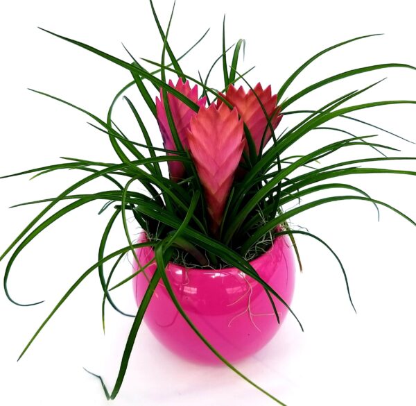 POWERS TO FLOWERS - TILLANDSIA CYANEA TRIPLA IN VASO CERAMICA FUCSIA SFERICO, pianta vera