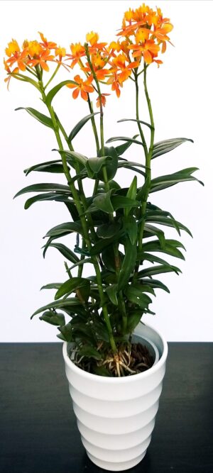 POWERS TO FLOWERS - EPIDENDRUM BALLERINA ARANCIO, ORCHIDEA IN VASO CERAMICA BIANCO A CERCHI CONCENTRICI, pianta vera