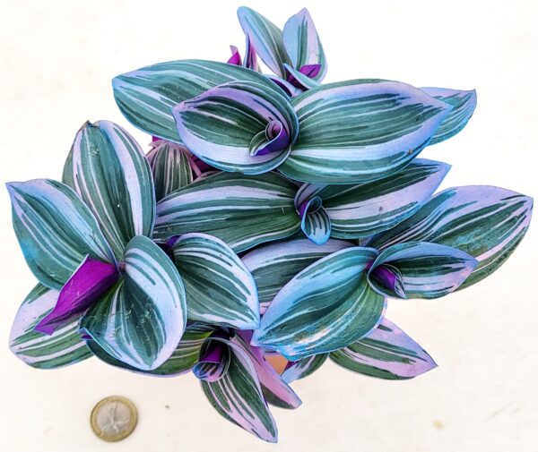 POWERS TO FLOWERS - TRADESCANTIA NANOUK COLOR LIFE BLU, VASO 12CM DIAMETRO, pianta vera - immagine 2