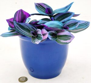 POWERS TO FLOWERS - TRADESCANTIA NANOUK COLOR LIFE BLU IN VASO CERAMICA BLU, VASO 12CM DIAMETRO, pianta vera