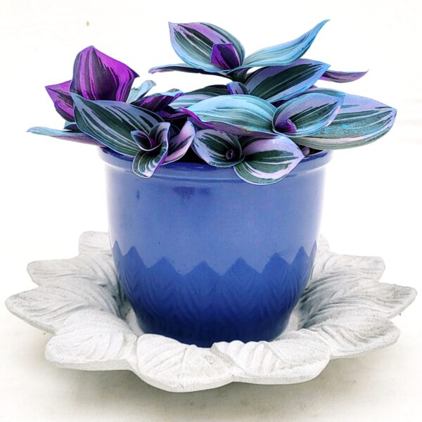 POWERS TO FLOWERS - TRADESCANTIA NANOUK COLOR LIFE BLU IN VASO CERAMICA BLU E SOTTOVASO IN CERAMICA SATINATO, pianta vera