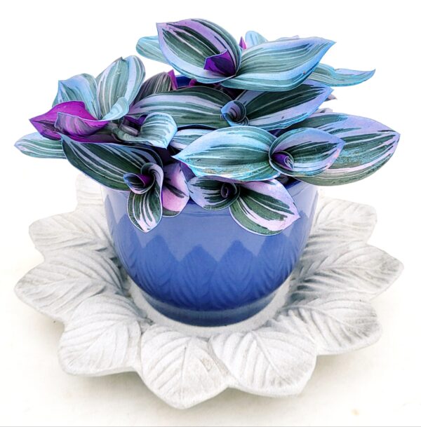 POWERS TO FLOWERS - TRADESCANTIA NANOUK COLOR LIFE BLU IN VASO CERAMICA BLU E SOTTOVASO IN CERAMICA SATINATO, pianta vera - immagine 2