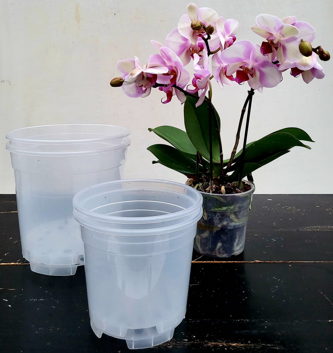 Vasi Trasparenti Per Orchidee, confronta prezzi e offerte e