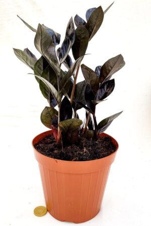 POWERS TO FLOWERS - ZAMIOCULCAS BLACK, RAVEN, vaso 14cm diametro, pianta vera