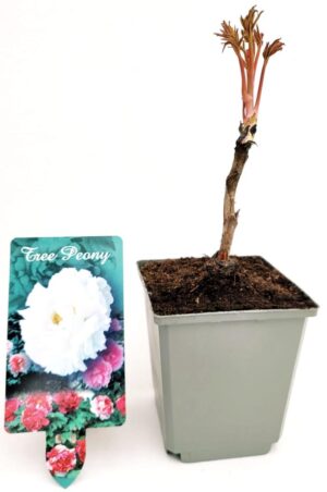 POWERS TO FLOWERS - PAEONIA ARBOREA, PEONIA BIANCA, pianta vera