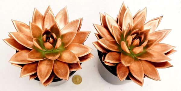 POWERS TO FLOWERS - ECHEVERIA BRONZO, 2 PIANTE, VASO 12CM DIAMETRO, piante vere
