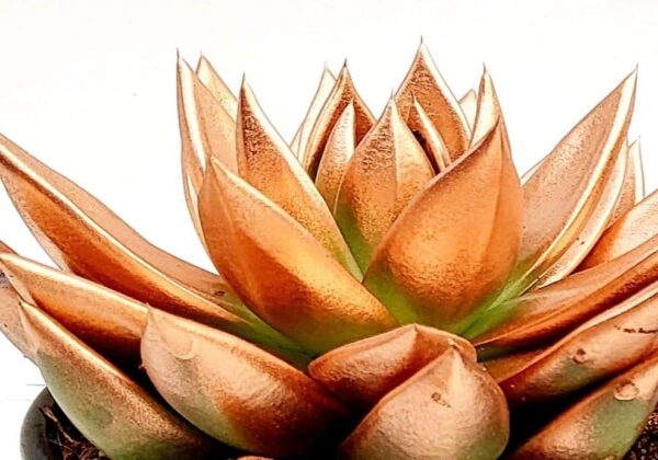 POWERS TO FLOWERS - ECHEVERIA BRONZO, 2 PIANTE, VASO 12CM DIAMETRO, piante vere - immagine 2