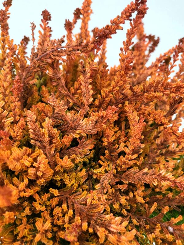POWERS TO FLOWERS - ERICA CALLUNA ARANCIONE A PORTAMENTO STRISCIANTE, 3 PIANTE, V12CM, piante vere - immagine 3