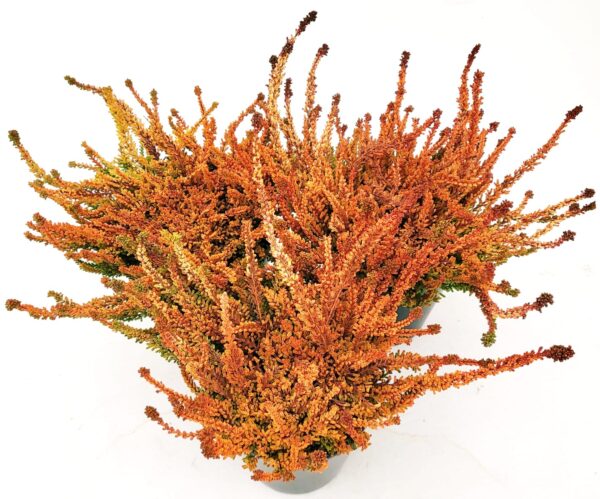 POWERS TO FLOWERS - ERICA CALLUNA ARANCIONE A PORTAMENTO STRISCIANTE, 3 PIANTE, V12CM, piante vere - immagine 2