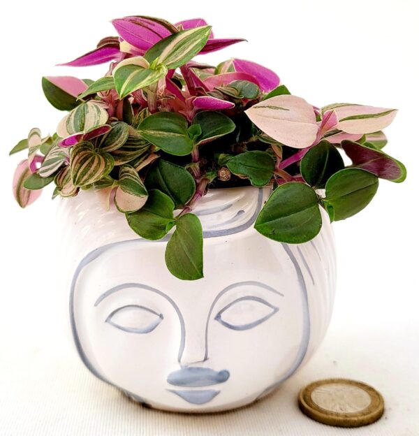 POWERS TO FLOWERS - TRADESCANTIA FLUMINENSIS QUADRICOLOR MINI IN VASO CERAMICA SIGNORINA, pianta vera