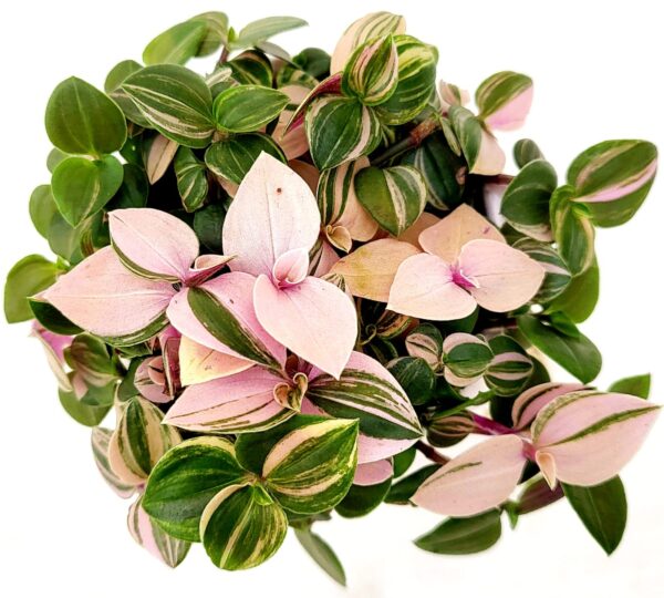 POWERS TO FLOWERS - TRADESCANTIA FLUMINENSIS QUADRICOLOR MINI IN VASO CERAMICA SIGNORINA, pianta vera - immagine 2