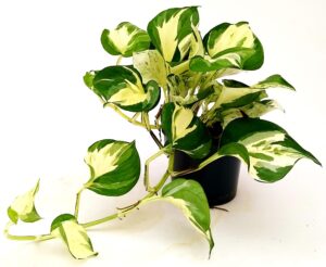 POWERS TO FLOWERS - EPIPREMNUM, SCANDENS, POTOS, MANJULA, VASO 12CM, pianta vera