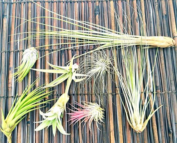 POWERS TO FLOWERS - TILLANDSIA DELL'ARIA, Set 8 Pezzi, Tillandsie, Piante Vere