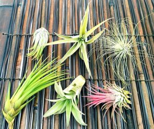 POWERS TO FLOWERS - TILLANDSIA DELL'ARIA, Set 6 Pezzi, Tillandsie, Piante Vere