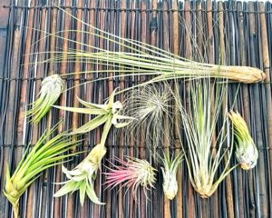 POWERS TO FLOWERS - TILLANDSIA DELL'ARIA, Set 10 Pezzi, Tillandsie, Piante Vere