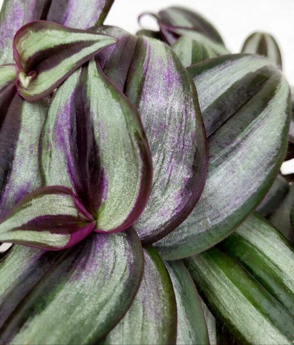 POWERS TO FLOWERS - TRADESCANTIA ZEBRINA , NANOUK, SILLAMONTANA VARIEGATA, 3 PIANTE, VASO 13CM DIAMETRO, piante vere - immagine 5