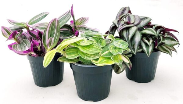 POWERS TO FLOWERS - TRADESCANTIA ZEBRINA , NANOUK, SILLAMONTANA VARIEGATA, 3 PIANTE, VASO 13CM DIAMETRO, piante vere - immagine 2