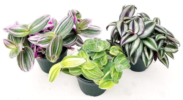 POWERS TO FLOWERS - TRADESCANTIA ZEBRINA , NANOUK, SILLAMONTANA VARIEGATA, 3 PIANTE, VASO 13CM DIAMETRO, piante vere - immagine 3