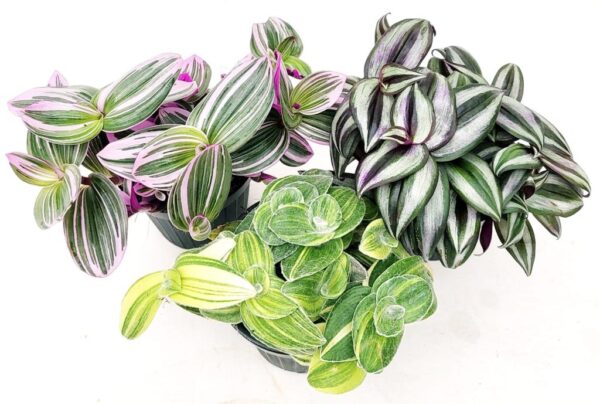 POWERS TO FLOWERS - TRADESCANTIA ZEBRINA , NANOUK, SILLAMONTANA VARIEGATA, 3 PIANTE, VASO 13CM DIAMETRO, piante vere
