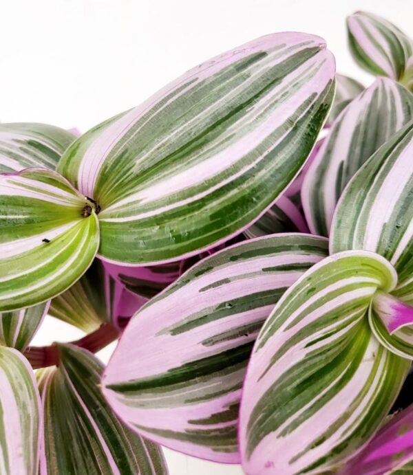 POWERS TO FLOWERS - TRADESCANTIA ZEBRINA , NANOUK, SILLAMONTANA VARIEGATA, 3 PIANTE, VASO 13CM DIAMETRO, piante vere - immagine 4