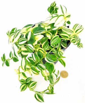 POWERS TO FLOWERS - TRADESCANTIA FLUMINENSIS YELLOW VASO 12CM DIAMETRO, pianta vera
