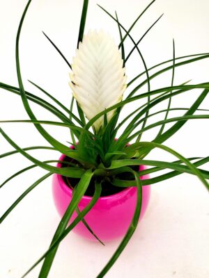 POWERS TO FLOWERS - TILLANDSIA CYANEA BIANCA IN VASO CERAMICA FUCSIA SFERICO, pianta vera