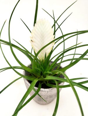 POWERS TO FLOWERS - TILLANDSIA CYANEA BIANCA IN VASO CERAMICA RUSTICO, pianta vera