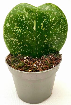 POWERS TO FLOWERS - HOYA CUORE KERRII SPLASH, Pianta vera