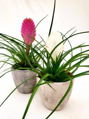 POWERS TO FLOWERS - TILLANDSIA CYANEA 2 PIANTE, BIANCA E FUCSIA, IN VASO CERAMICA RUSTICO, piante vere