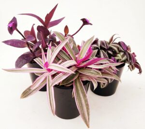 POWERS TO FLOWERS - TRADESCANTIA SETCREASEA PALLIDA, ZEBRINA, RHOEO, 3 PIANTE, VASO 13CM DIAMETRO, piante vere
