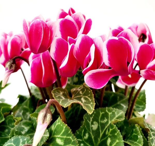 POWERS TO FLOWERS - CICLAMINO SUPERSERIE BICOLORE, FIORITURA EXTRA, 3 PIANTE, VASO 12CM, piante vere - immagine 2