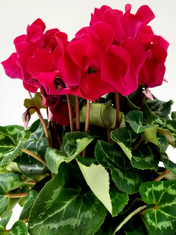 POWERS TO FLOWERS - CICLAMINO A FIORE PICCOLO PROFUMATO, CICLAMINO "MINI" ROSSO, 4 PIANTE, VASO 10CM, piante vere - immagine 3