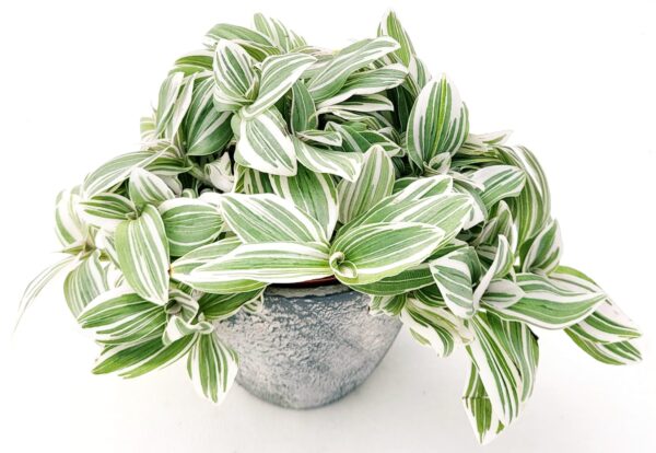 POWERS TO FLOWERS - TRADESCANTIA SWEETNESS IN VASO CERAMICA RUSTICO, VASO 12CM, pianta vera - immagine 2