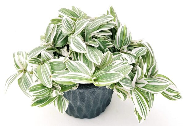 POWERS TO FLOWERS - TRADESCANTIA SWEETNESS IN VASO CERAMICA ANTRACITE, VASO 12CM, pianta vera - immagine 2