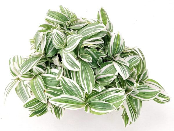 POWERS TO FLOWERS - TRADESCANTIA SWEETNESS, VASO 12CM, pianta vera - immagine 2