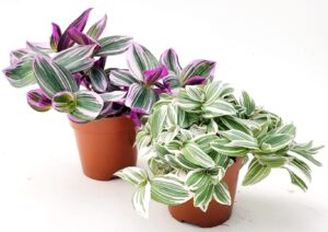 POWERS TO FLOWERS - TRADESCANTIA SWEETNESS e NANOUK, VASO 12CM, pianta vera