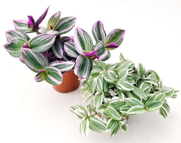 POWERS TO FLOWERS - TRADESCANTIA SWEETNESS e NANOUK, VASO 12CM, pianta vera - immagine 2