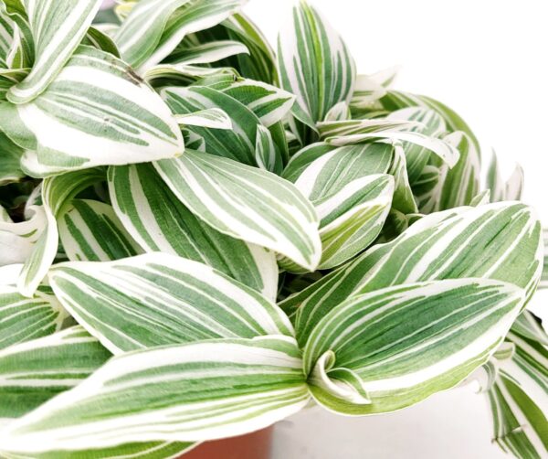 POWERS TO FLOWERS - TRADESCANTIA SWEETNESS e NANOUK, VASO 12CM, pianta vera - immagine 4