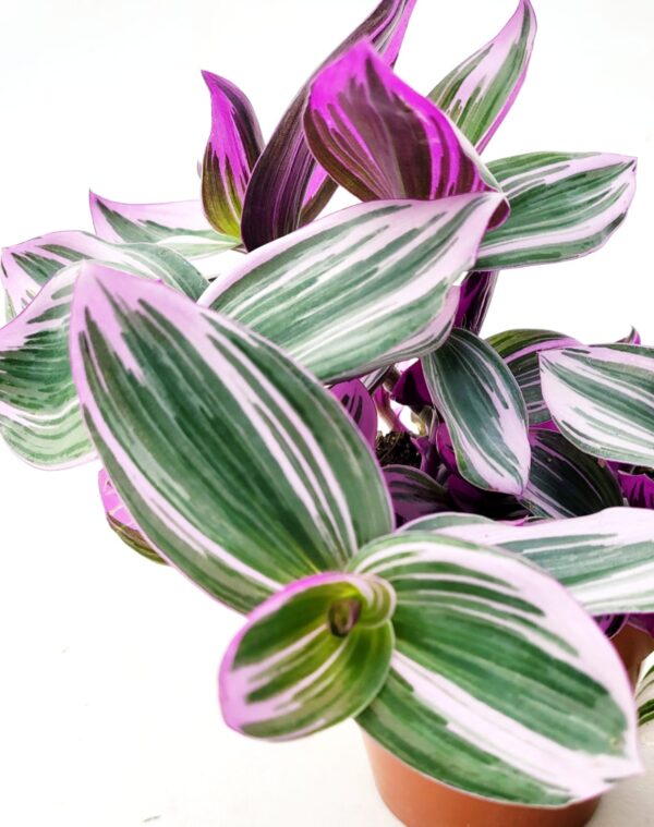 POWERS TO FLOWERS - TRADESCANTIA SWEETNESS e NANOUK, VASO 12CM, pianta vera - immagine 3