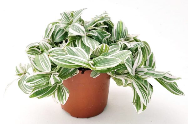 POWERS TO FLOWERS - TRADESCANTIA SWEETNESS, VASO 12CM, pianta vera