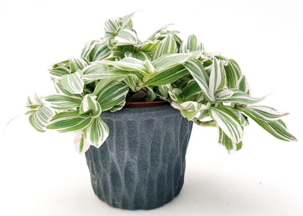 POWERS TO FLOWERS - TRADESCANTIA SWEETNESS IN VASO CERAMICA ANTRACITE, VASO 12CM, pianta vera