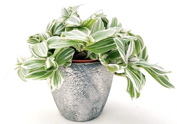 POWERS TO FLOWERS - TRADESCANTIA SWEETNESS IN VASO CERAMICA RUSTICO, VASO 12CM, pianta vera