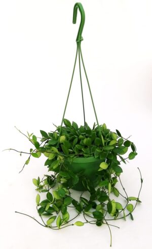 POWERS TO FLOWERS - HOYA PICTA, PIANTA ADULTA, pianta vera