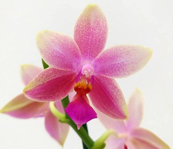 POWERS TO FLOWERS - ORCHIDEA PHALAENOPSIS PROFUMATA, LIODORO e LOVE POTION, Piante Vere - immagine 2
